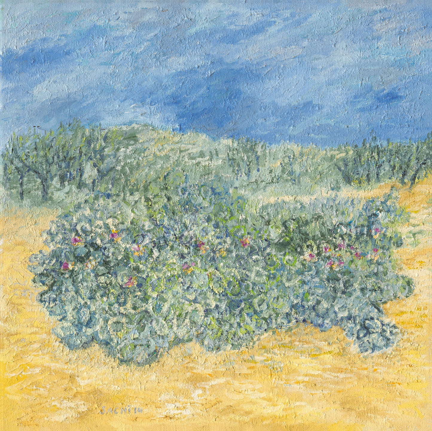 Coastal Shrubs