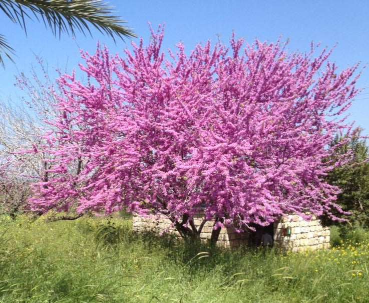 Blooming at Afek reserve
