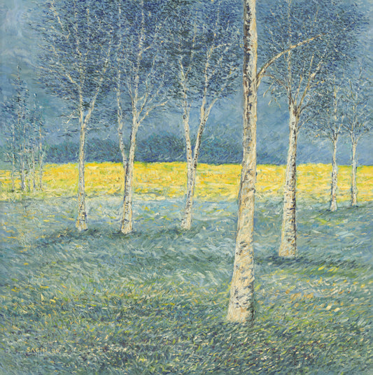 Light Behind the Birch Trees